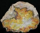 Rich Yellow/Red Arizona Petrified Wood Slab - #35685-1
